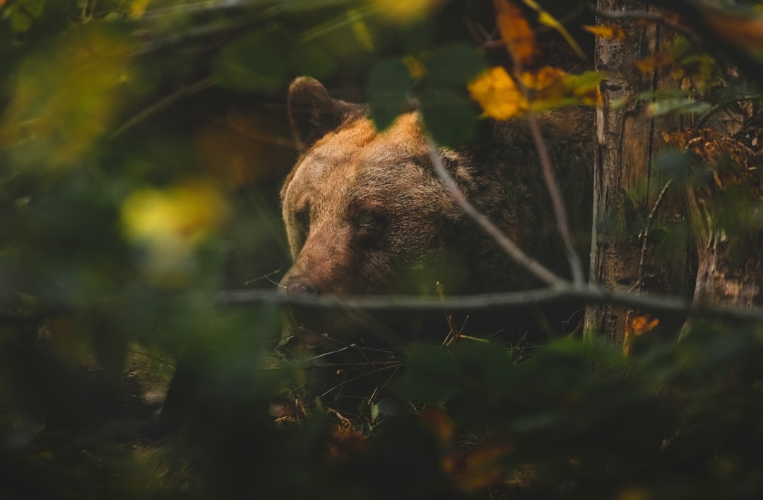 Exploring the Coati in Colorado Springs